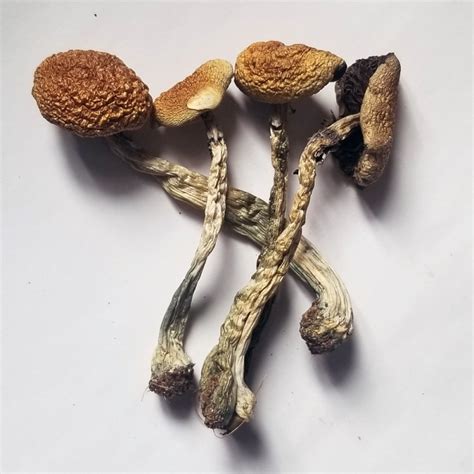 The main ingredient in Psilocybin mushrooms is psilocybin, which have chemical compositions such as 4-phosphoryloxy-N, N-dimethyltryptamine. It is a classification of the psychedelic family which is a renowned group of hallucinogenic drugs. The main story of how this Psilocybin actually becomes a real-time consideration is interesting. 